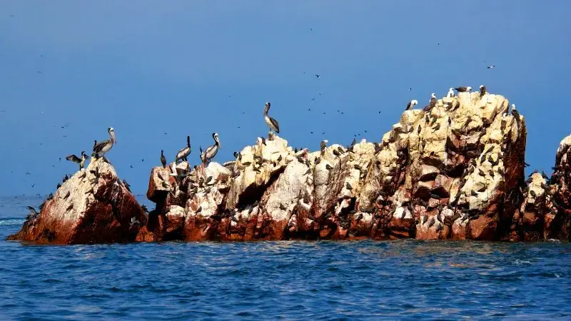 Colonia de aves guaneras en las Islas Ballestas