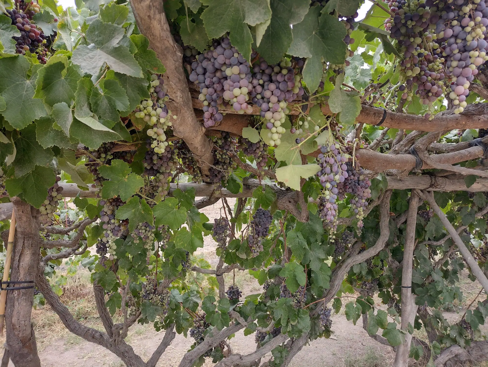 Parra antigua de uva quebranta cargada de racimos en un viñedo de Ica
